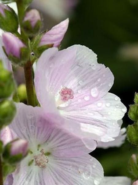 Sidalcea  'Little Princess'