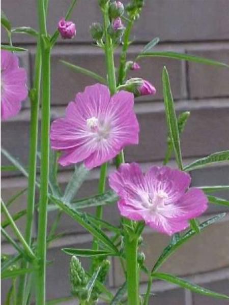 Sidalcea  'Party Girl'