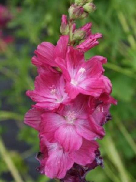 Sidalcea  'Willain Smith'
