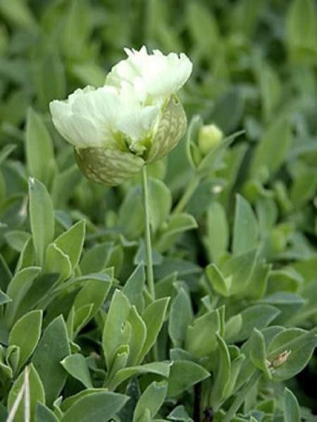 Silène maritime 'Swan Lake'