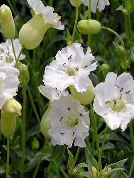 Silène maritime 'Weisskehlchen'