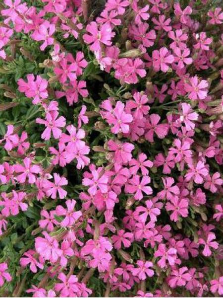 Silene schafta 'Splendens'