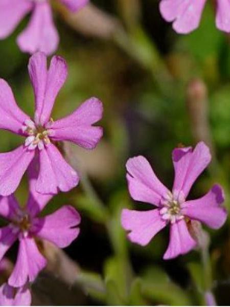 Silene schafta 