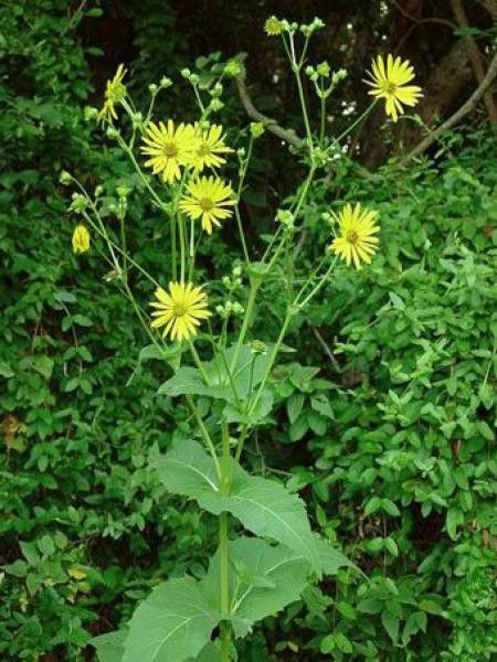 Silphium perfoliatum 