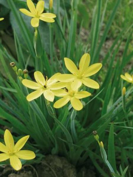 Sisyrinchium californicum 'Yellow Stone'
