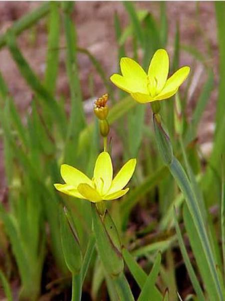Sisyrinchium californicum 