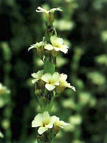 Sisyrinchium striatum