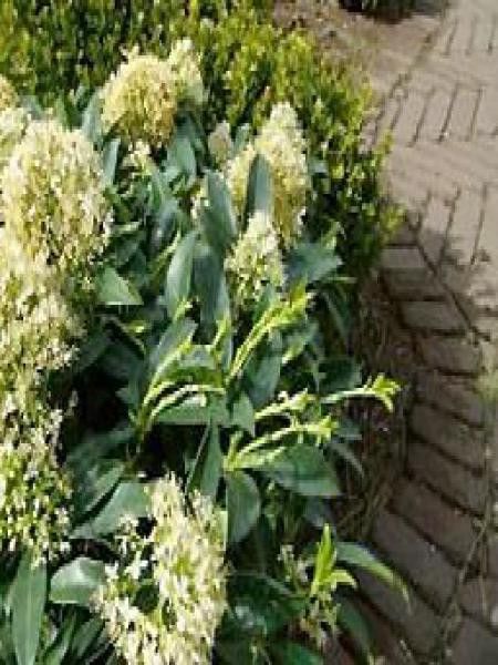 Skimmia du Japon 'Godrie's Dwarf'