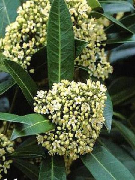 Skimmia du Japon 'Kew Green'