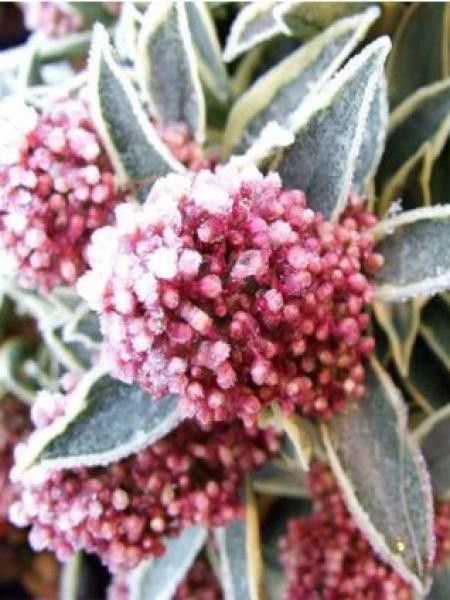 Skimmia du Japon 'Magic Marlot'