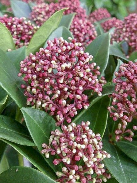 Skimmia du Japon nain 'Pink Dwarf'