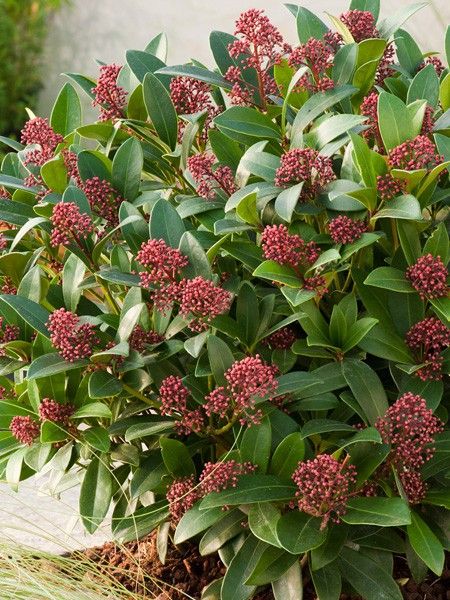 Skimmia du Japon 'Rubella'