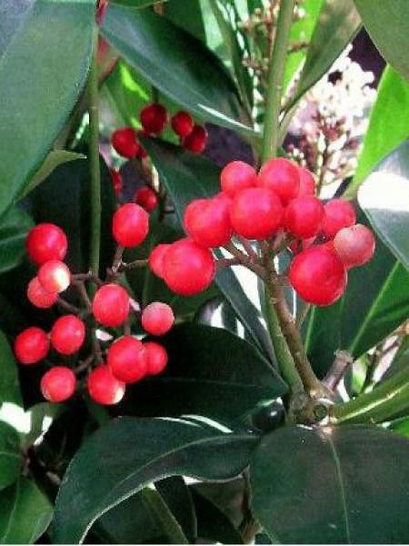 Skimmia du Japon 'Veitchii'