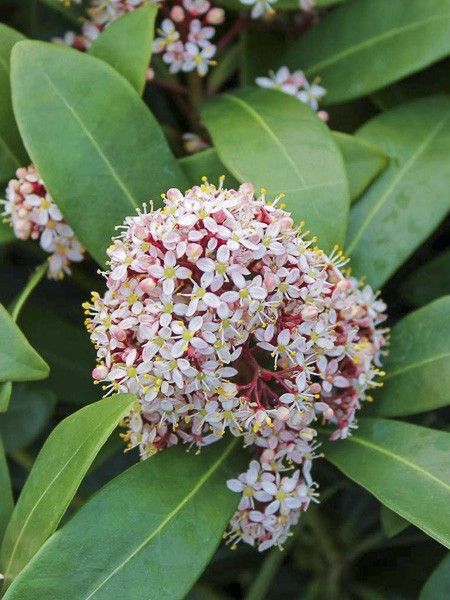 Skimmia du Japon