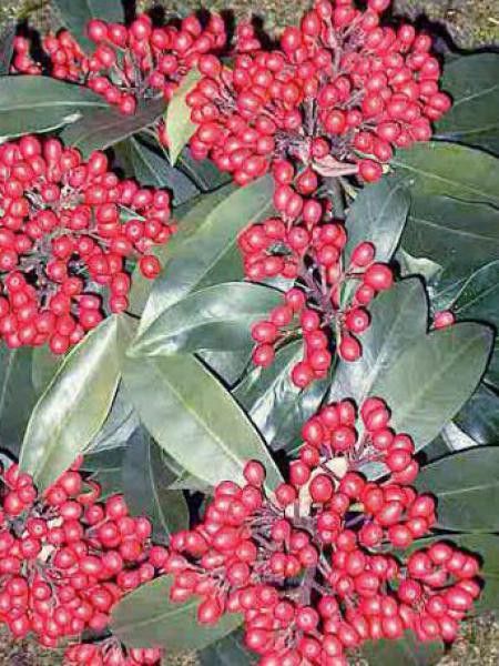Skimmia reevesiana