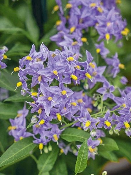 Solanum 'Glasnevin'