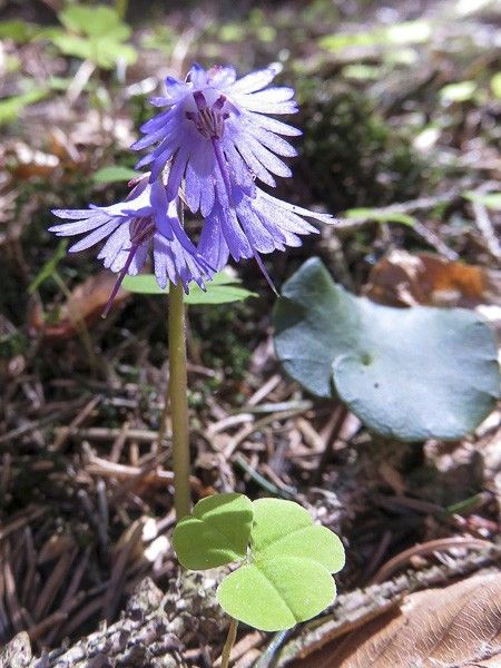 Soldanelle des Alpes