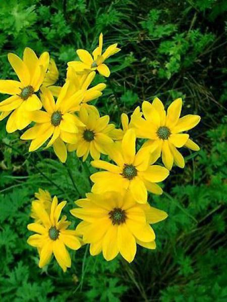 Soleil à feuilles de saule