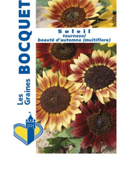 Soleil 'Beauté d'Automne'