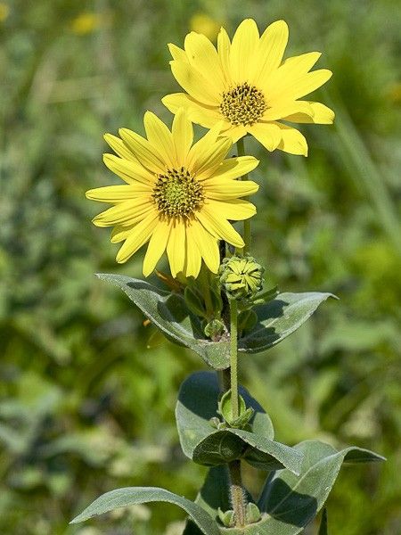 Soleil mollis