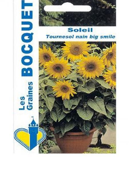 Soleil nain 'Big Smile'