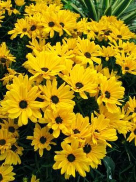 Soleil 'Table Mountain'