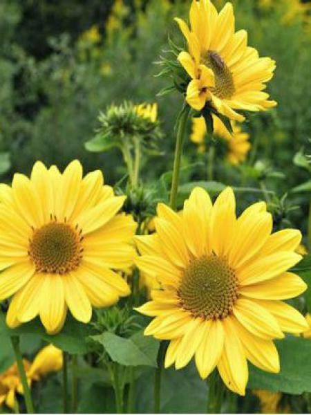 Soleil 'Triomphe de Gand'