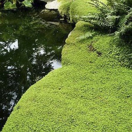 Soleirolia Helxine Vert - Belle Plante D'Intérieur Hélixine En Pot 10-20 Cm - Feuillage Touffu Et Cascade