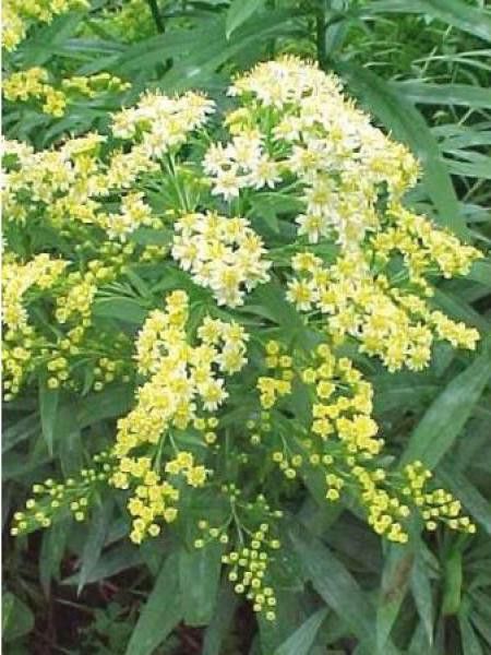 Solidaster luteus 'Lemore'