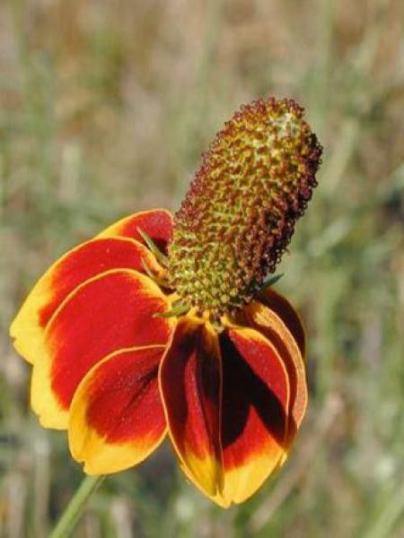 Sombrero mexicain 'Red midget'