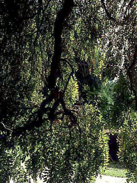 Sophora japonica 'Pendula'