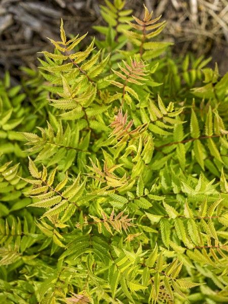 Sorbaria 'Matcha Ball '