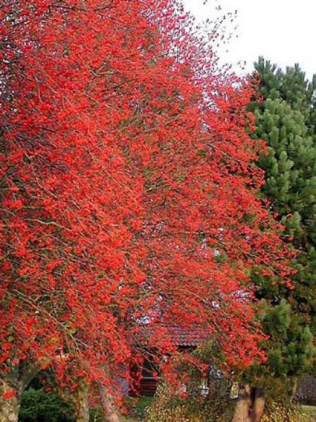 Sorbier, Alisier intermedia