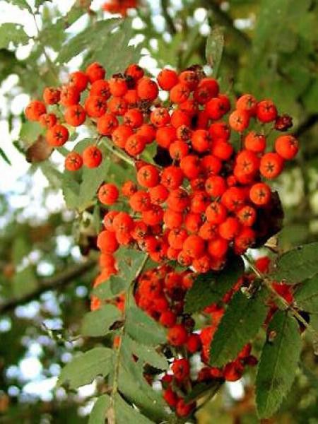 Sorbier des oiseleurs 'Edulis'