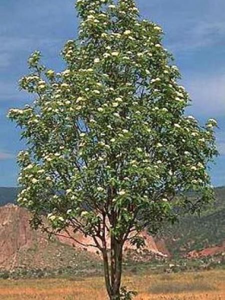 Sorbus x thuringiaca 'Fastigiata'