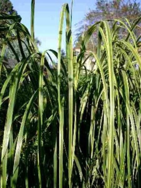 Spartina pectinata 'Aureomarginata'
