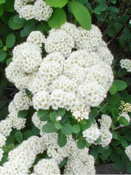 Spirée à feuilles de bouleau