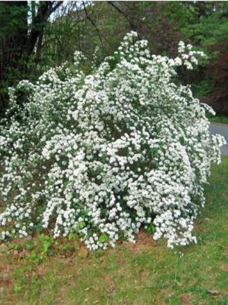 Spirée du Japon 'Snowmound'