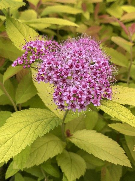 Spirée japonaise 'Double Play Big Bang'