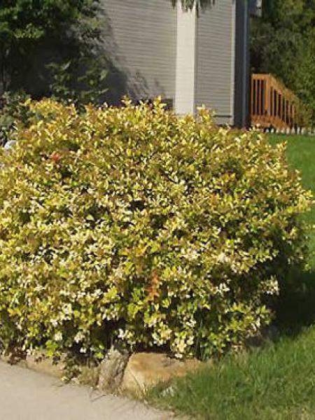 Spirée japonaise 'Gold Mound'