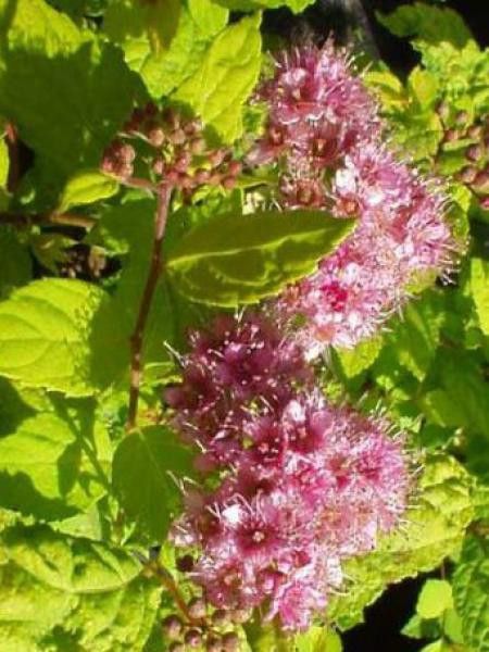 Spirée japonaise 'Golden Princess'