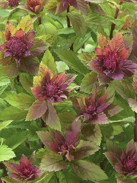 Spirée japonaise 'Sparkling Champagne '