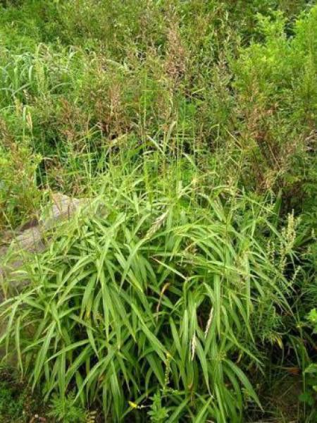 Spodiopogon siberica 