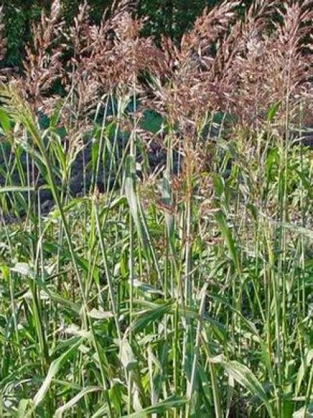 Spodiopogon sibiricus 'West Lake'