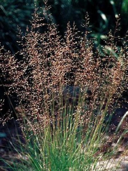 Sporobolus heterolepis 'Wisconsin Strain'