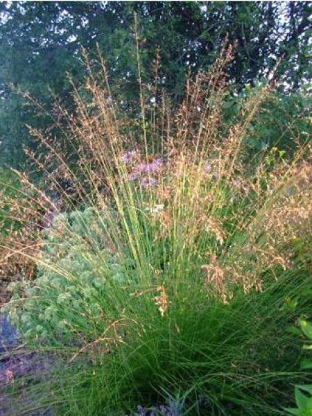 Sporobolus heterolepis 