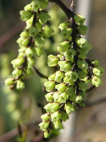 Stachyurus chinensis 'Celina'