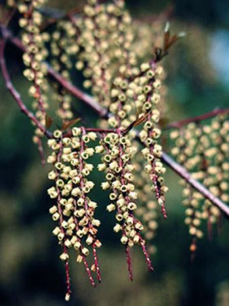 Stachyurus praecox
