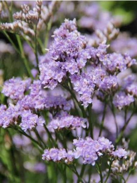 Statice 'Robert Butler'