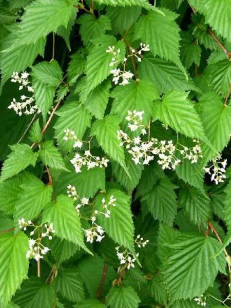 Stephanandra tanakae